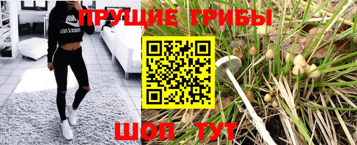 Кудрово  Галлюциногенные грибы Psilocybine cubensis  где продают наркотики  Вход с VPN 